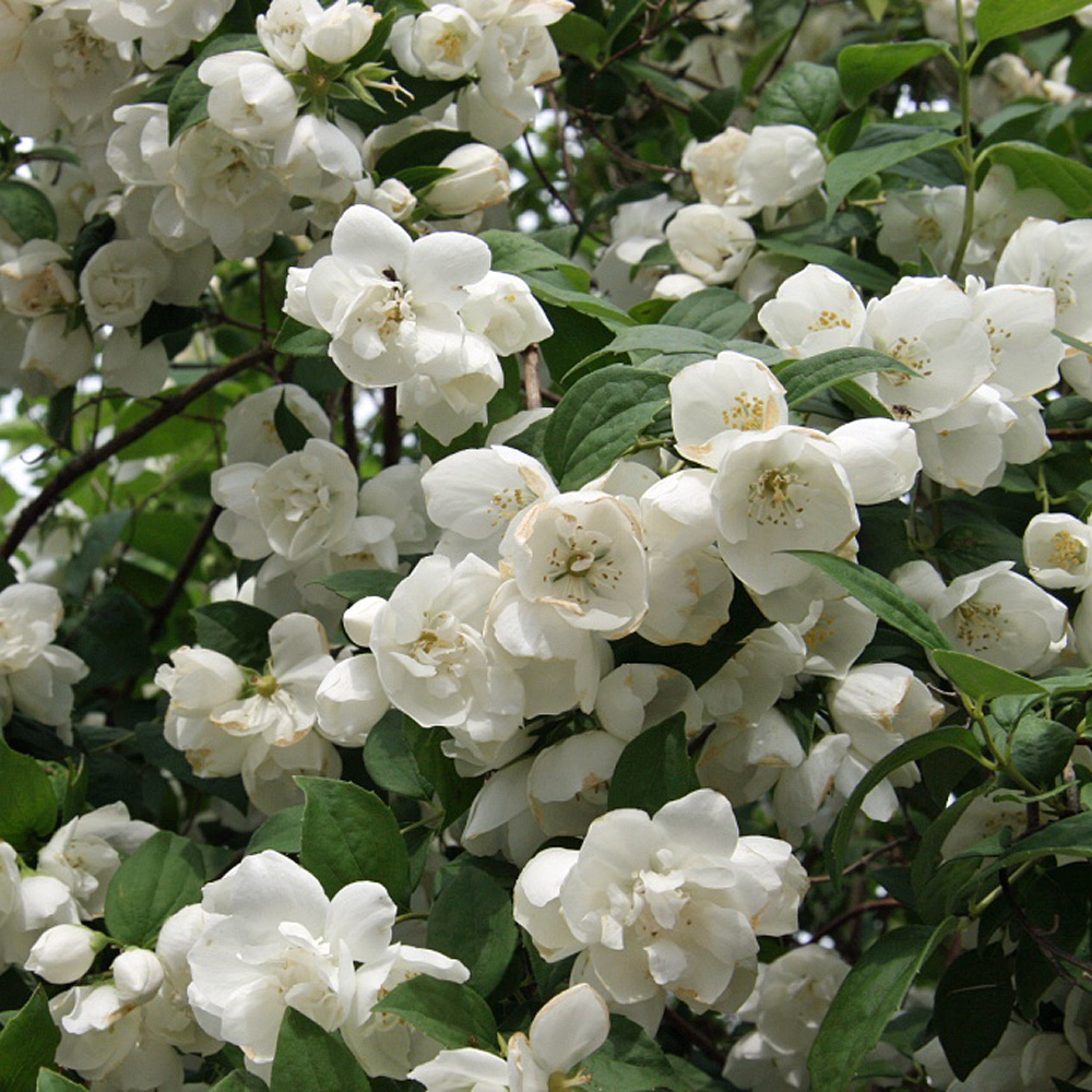 Philadelphus lemoinei 'Dame Blanche'